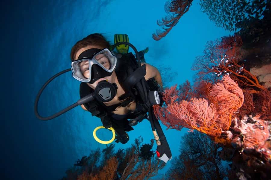 3 Fun Dives for Certified Diver Phi Phi islands &Shark Point - Price and value for a $176 Phi Phi scuba day