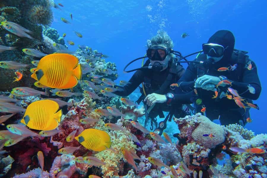 3 Fun Dives for Certified Diver Phi Phi islands &Shark Point - Guides who make the water feel easy: what the names suggest