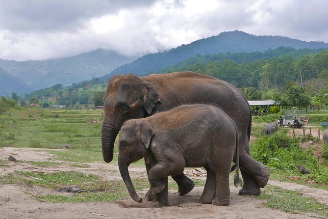 3-in-1: Doi Inthanon Tour, Elephant Sanctuary, and Trekking Trail - Lunch that actually fuels a long day