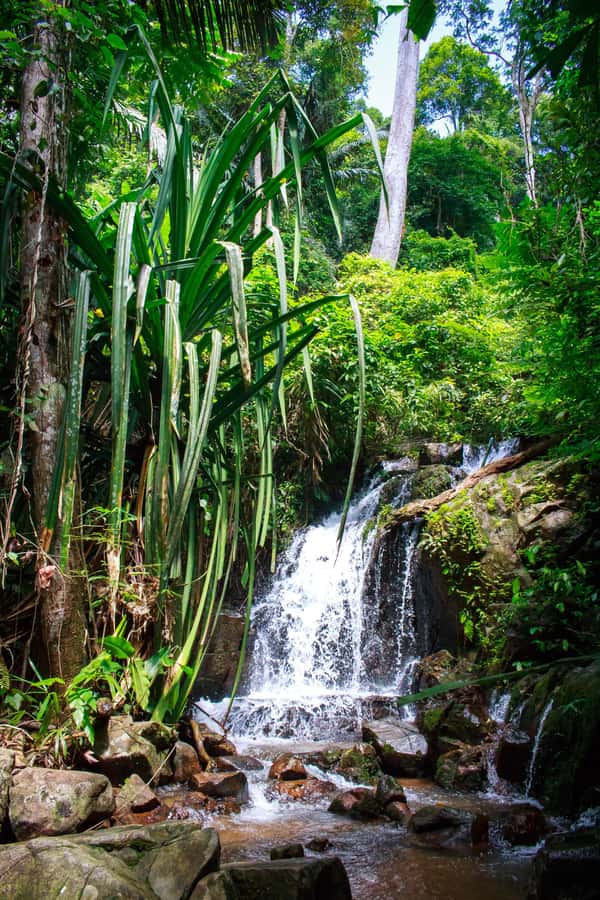 A Jungle-to-Sea Kayaking & Trekking Adventure in Phuket - Phuket jungle-to-sea feels real, not staged