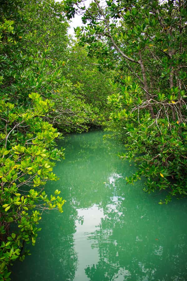 A Jungle-to-Sea Kayaking & Trekking Adventure in Phuket - The Thai lunch: good food, good timing, and no weird tourist menu