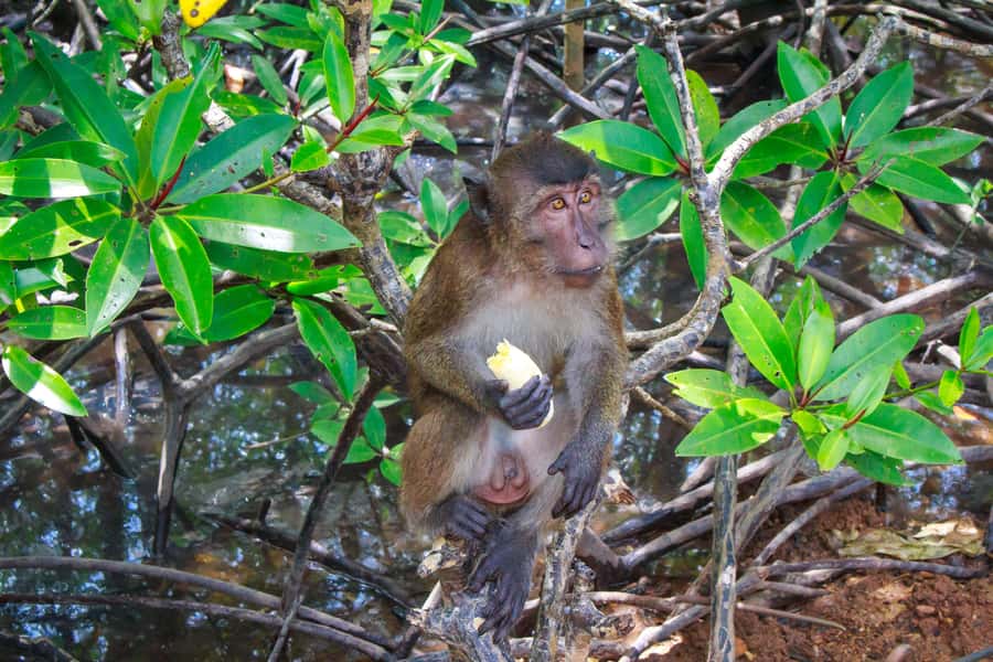 A Jungle-to-Sea Kayaking & Trekking Adventure in Phuket - Weather, rules, and practical expectations