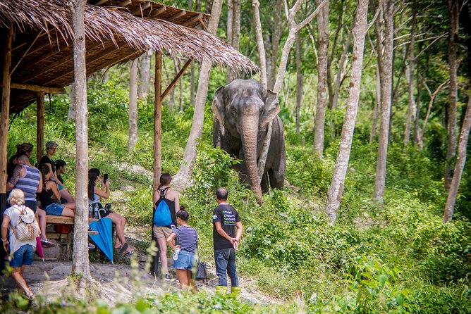 A Morning with the Elephants at Phuket Elephant Sanctuary - Getting There: Shared Hotel Pickup and a Straightforward Start