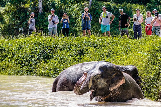 A Morning with the Elephants at Phuket Elephant Sanctuary - Vegetarian Thai Buffet Lunch With Included Drinks