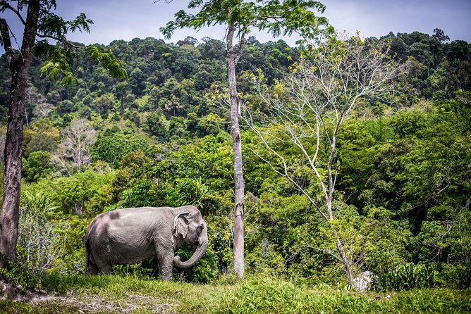 A Morning with the Elephants at Phuket Elephant Sanctuary - Should You Book This Phuket Elephant Sanctuary Morning?