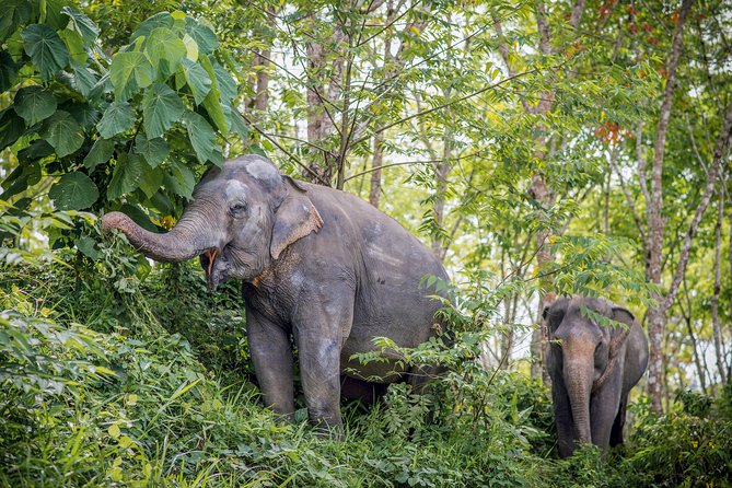 A Morning with the Elephants at Phuket Elephant Sanctuary - Tree Top Lounge Kickoff: Video, Snacks, and the Ground Rules