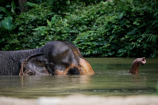 An Afternoon with the Elephants at Phuket Elephant Sanctuary - Key highlights to know before you go