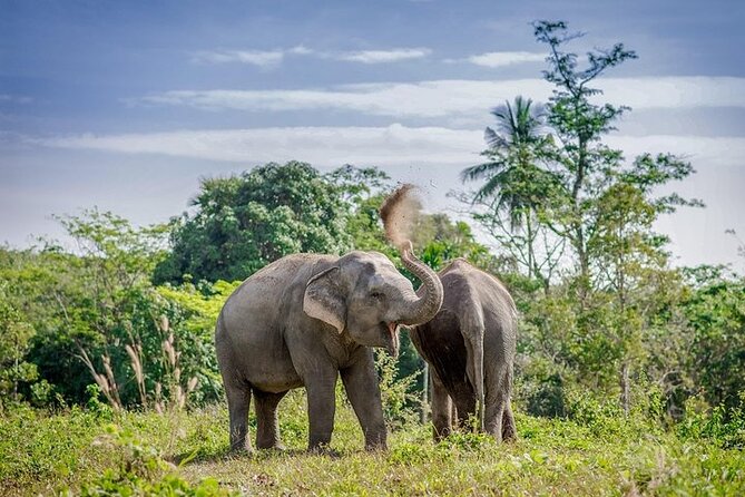 An Afternoon with the Elephants at Phuket Elephant Sanctuary - Why this Phuket elephant afternoon feels different