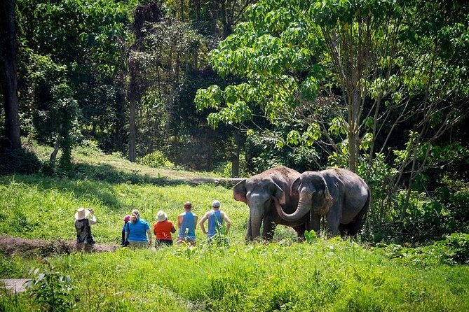 An Afternoon with the Elephants at Phuket Elephant Sanctuary - Timing, pickup, and the 1:30 pm start that shapes your day