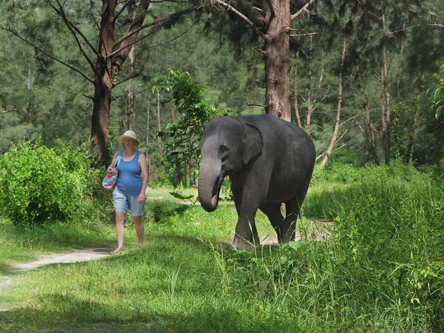 Bamboo Rafting, Waterfall, lunch, Elephant, and Turtle Tour - Bamboo rafting on Kiang Koo Creek, calm water and green scenery