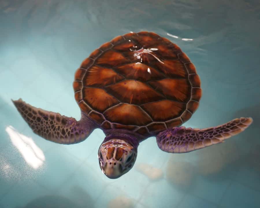 Bamboo Rafting, Waterfall, lunch, Elephant, and Turtle Tour - Ethical elephant camp: bathing and feeding without riding