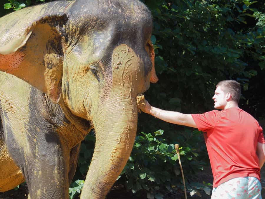 Bamboo Rafting, Waterfall, lunch, Elephant, and Turtle Tour - Transport, timing, and who the 450 minutes fits best