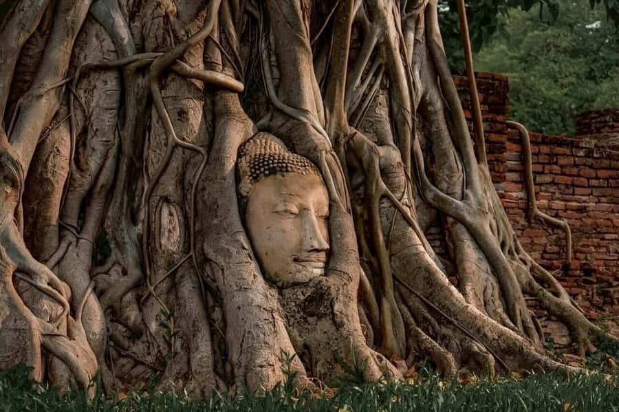 Bangkok: Ayutthaya 3 Historic Attractions Private Day Tour - Comfort and transport reality, sedan to van