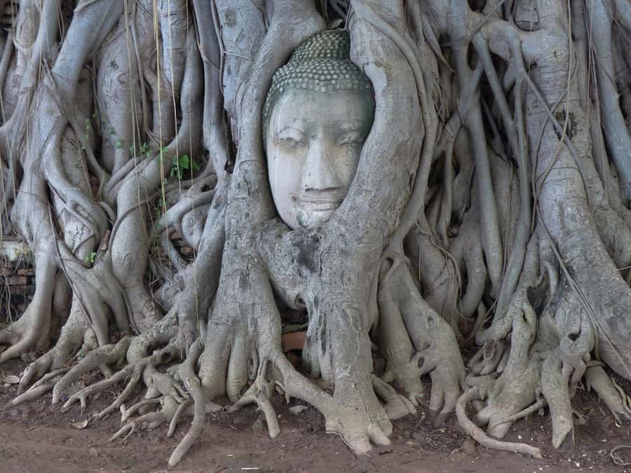 Bangkok: Ayutthaya & Local Market Tour In Spanish or English - Wat Mahathat: The Buddha Head in Tree Roots Photo Moment