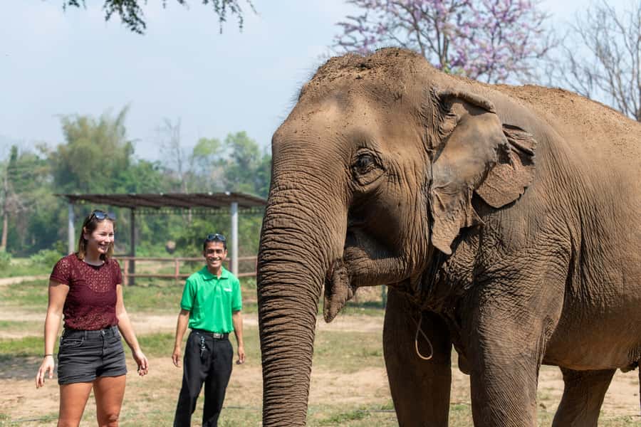 Bangkok: Elephant Sanctuary & Erawan Waterfall Tour - Drivers and vehicles: why the ride quality shapes the whole day