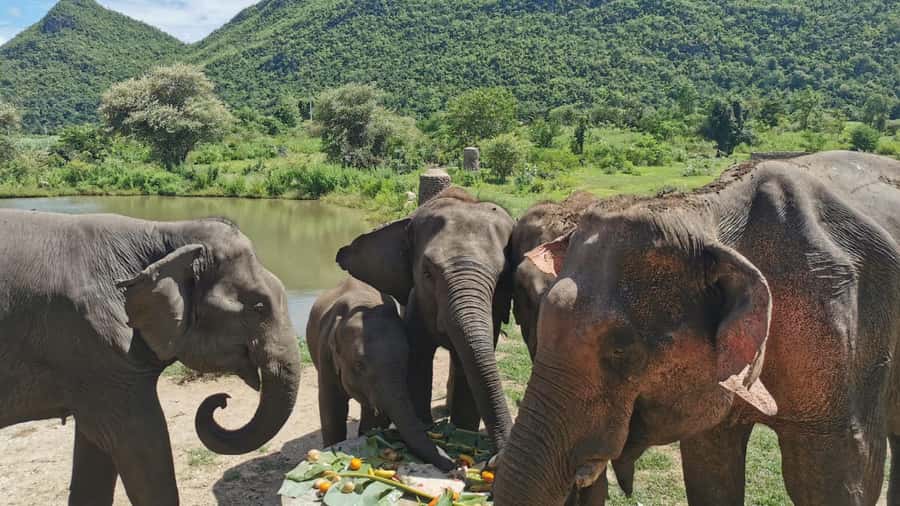 Bangkok: Elephants World & Erawan Waterfall in Kanchanaburi - Your elephant-care time: what you likely do and what you definitely do not