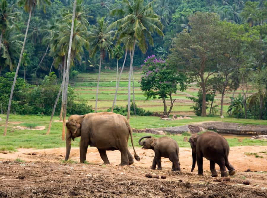 Bangkok: Erawan Park & Elephant observation Private Tour - Bangkok To Erawan: A Private Day Trip That Starts With Real Drive Time