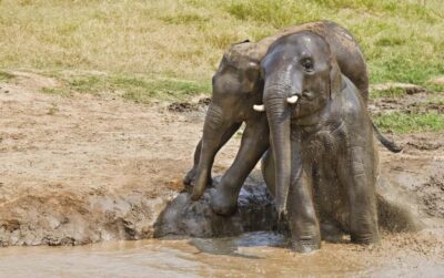 Erawan Park & Elephant observation Private Tour