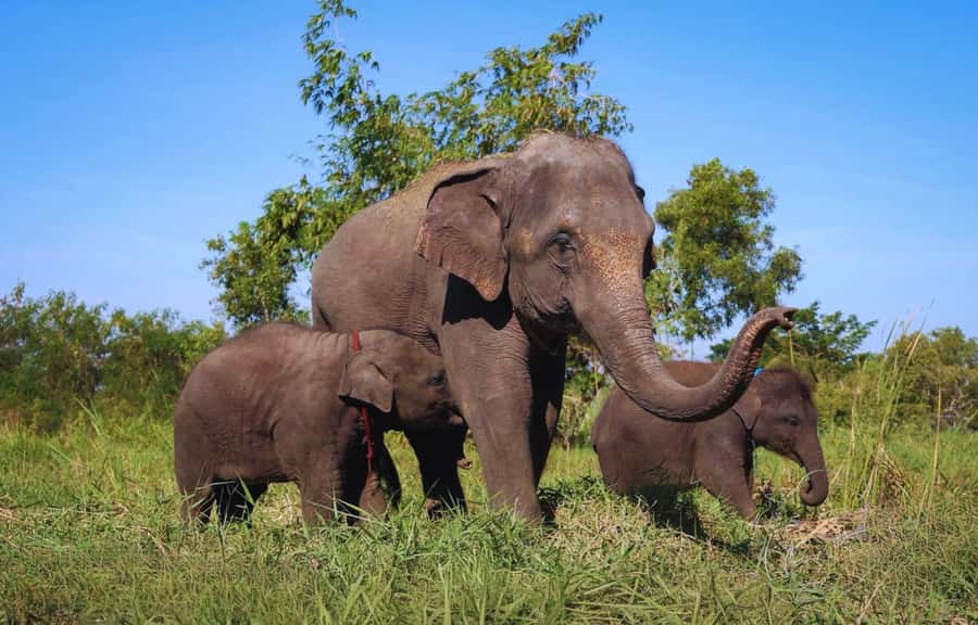Bangkok Highlights: Ethical Elephant Care and Buffet Lunch - Key highlights you should care about