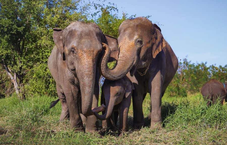 Bangkok Highlights: Ethical Elephant Care and Buffet Lunch - What Happens When You Arrive: Team Intro and Elephant History