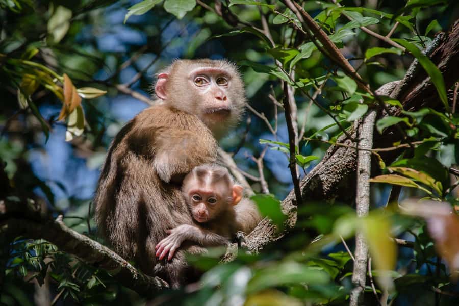 Bangkok: Khao Yai Nature Trails & Heaw Suwat Waterfall - Nong Phak Chi nature trail, led by a ranger