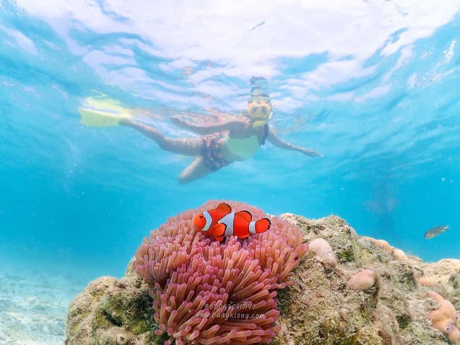 Bangkok: Nemo Island Day Trip with Drone Photos and Lunch - Key Highlights Worth Your Time