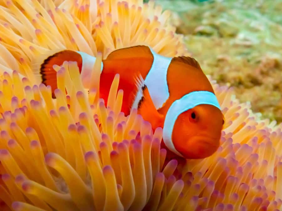 Bangkok: Nemo Island Day Trip with Drone Photos and Lunch - From Bangkok Pickup to Samae San Island, How the Day Really Flows
