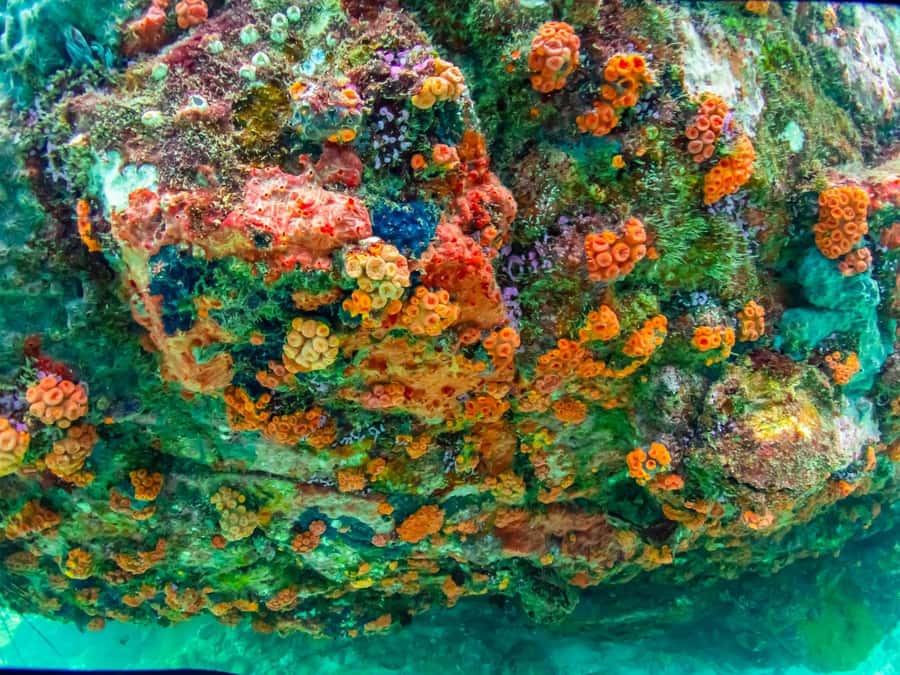 Bangkok: Nemo Island Day Trip with Drone Photos and Lunch - Samae San Island Time: Beyond Snorkeling