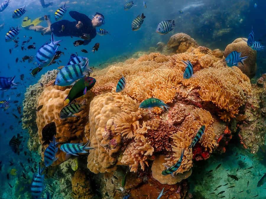 Bangkok: Nemo Island Day Trip with Drone Photos and Lunch - Lunch at the Seaside Restaurant: The Reset You Need