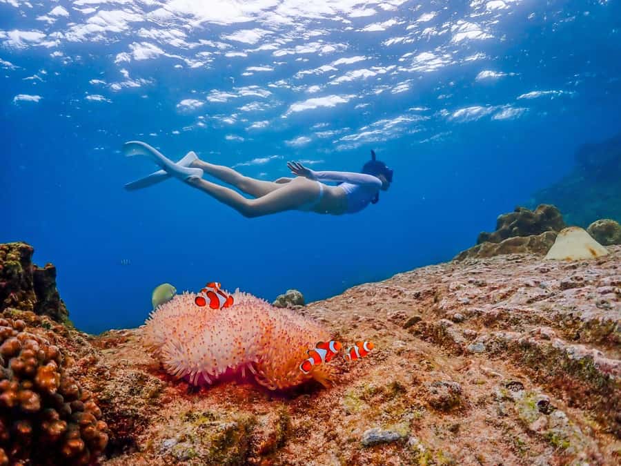 Bangkok: Nemo Island Day Trip with Drone Photos and Lunch - The Boat Ride and Snorkeling Stops: Two Depths, Two Moods