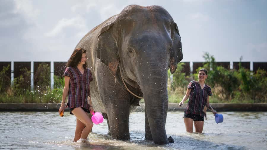 Bangkok: Pattaya Elephant Jungle Sanctuary Half-Day Tour - Bath Time: Scrubbing, Splashing, and Staying Safe