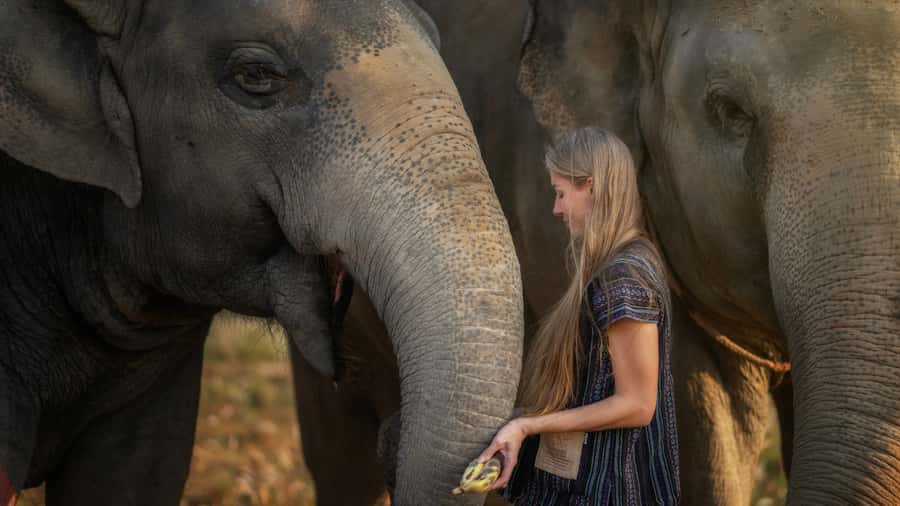 Bangkok: Pattaya Elephant Jungle Sanctuary Half-Day Tour - Small Extras at the Camp, Like Paper-Making Demonstrations