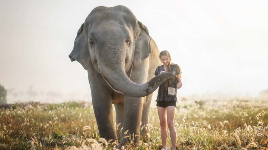 Bangkok: Pattaya Elephant Jungle Sanctuary Half-Day Tour - The Bangkok to Pattaya Drive, and Why Your Timing Matters