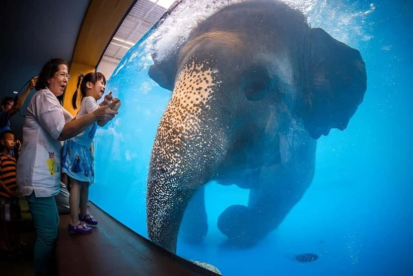 Bangkok/Pattaya: Khao Kheow Zoo Private Tour with Pickup - Why a private Khao Kheow ride beats group stress