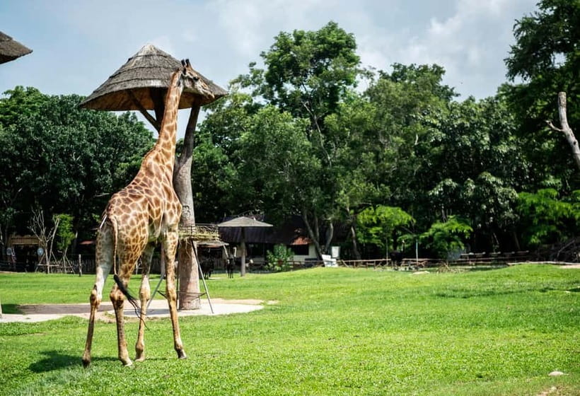 Bangkok/Pattaya: Khao Kheow Zoo Private Tour with Pickup - How the 6 hours usually plays out inside the park