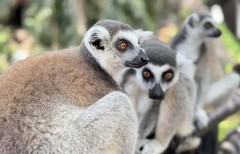 Bangkok/Pattaya: Khao Kheow Zoo Private Tour with Pickup - What is included at Khao Kheow, and what you will pay for onsite