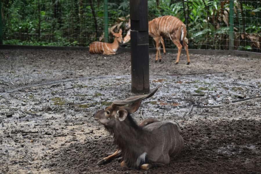 Bangkok Safari & Marine Park - Key things to know before you go