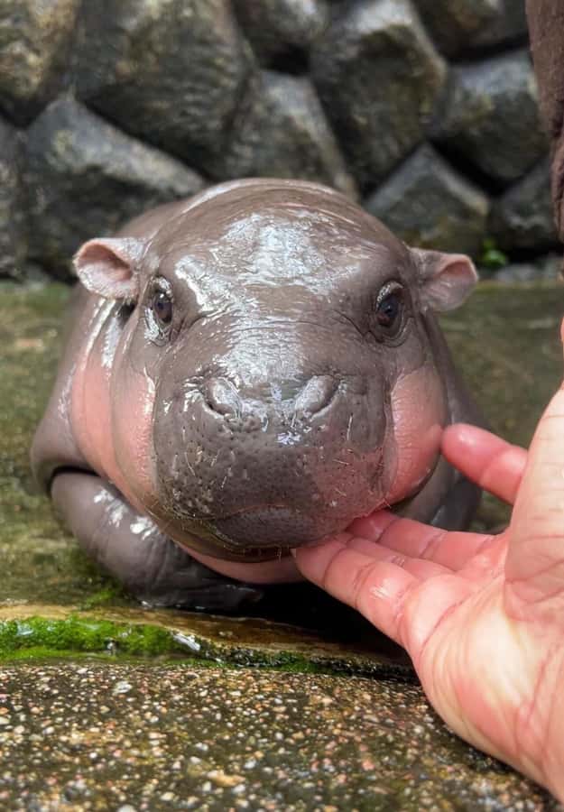 Bangkok to Moo Deng: Private Transfer To Khao Kheow Zoo - Key points before you go