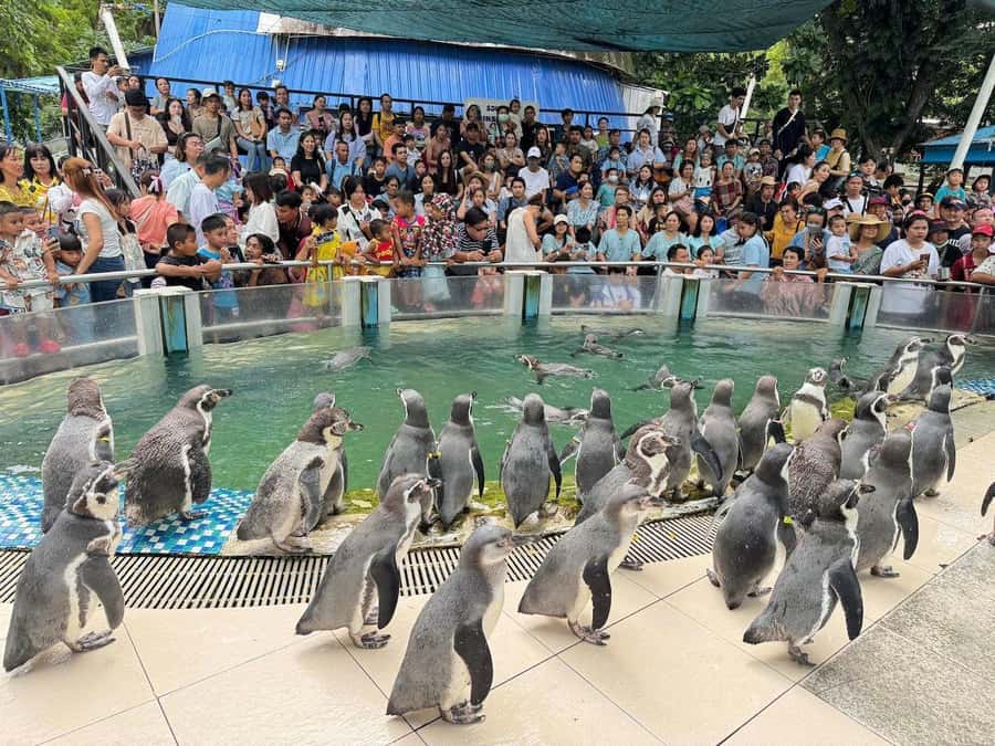 Bangkok to Moo Deng: Private Transfer To Khao Kheow Zoo - Why Moo Deng at Khao Kheow is great family day-trip energy