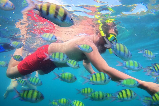 Best of Phi Phi Islands Snorkeling Tour from Phuket - Ko Phi Phi Le snorkeling: colorful reefs, but don’t count on one perfect spot