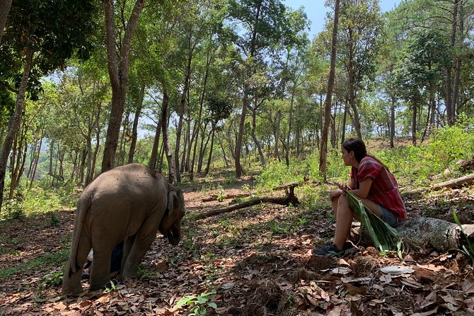 Care Pride Elephants: Full-Day Tour Experience - Key highlights worth packing your day for