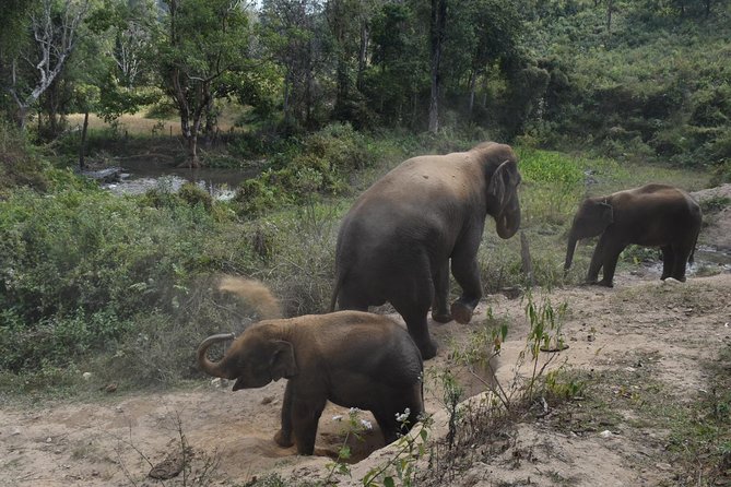 Care Pride Elephants: Full-Day Tour Experience - The drive from Chiang Mai is part of the experience