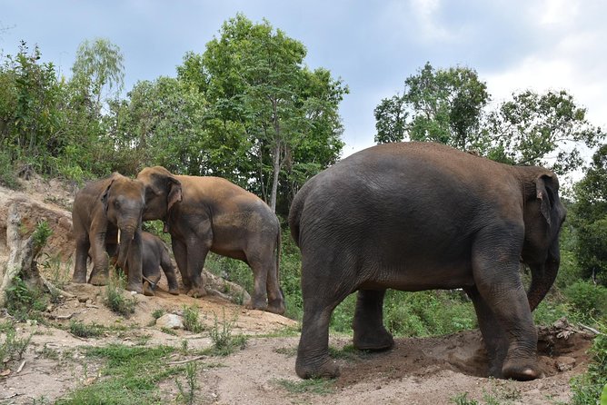 Care Pride Elephants: Full-Day Tour Experience - What you do with elephants: feeding, walking, and learning their personalities