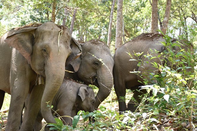 Care Pride Elephants: Full-Day Tour Experience - Mud bath and river rinse: messy on purpose