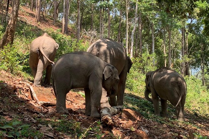 Care Pride Elephants: Full-Day Tour Experience - Thai lunch and bottled water: the comfort you don’t notice until you need it
