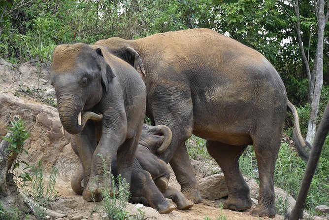 Care Pride Elephants: Full-Day Tour Experience - Group size, crowd control, and why this feels calmer
