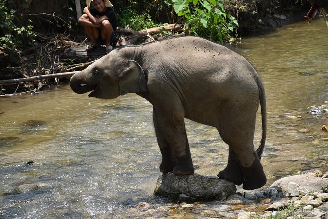 Care Pride Elephants: Full-Day Tour Experience - Elephant Pride Sanctuary is family-run, not a factory