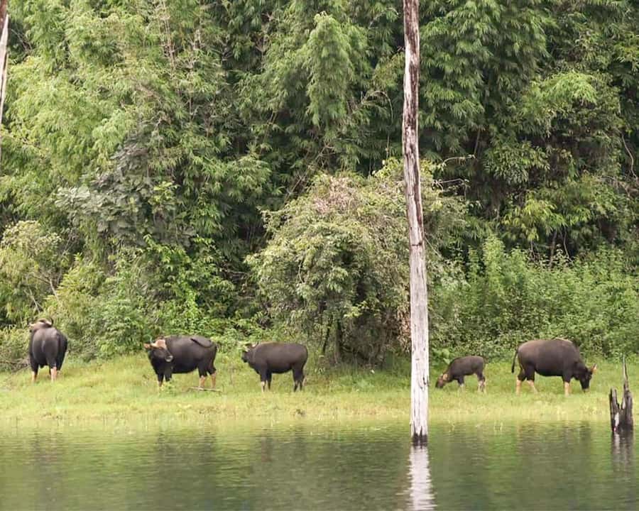 Cheow Larn Lake - Hiking - Cave Explore - Wildlife Safari - Khao Sam Kloe and the route to the floating raft-house