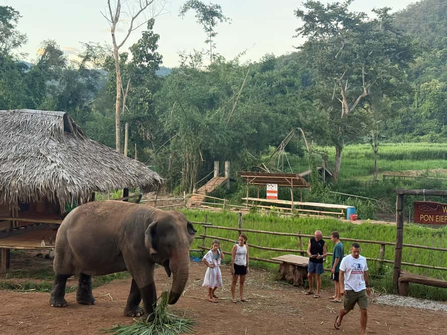 Chiang Mai 2-Day: Good Morning Elephant & Overnight Homestay - First Contact at Pon Elephant Thailand, and Why the Location Matters