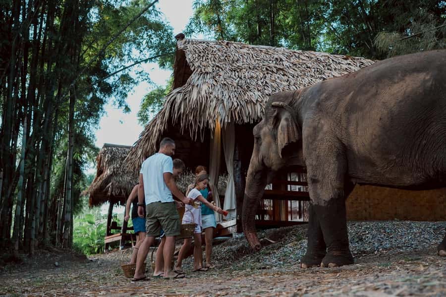 Chiang Mai 2-Day: Good Morning Elephant & Overnight Homestay - Feeding, Bathing, and Following the Slow-Walking Herds in Mae Wang River